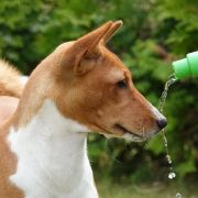 J.Ch.Pl CH-PL. SMOKE ON THE WATER the Red Ranch