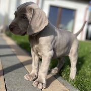 BLASER ze Stryszowskiego Boru FCI