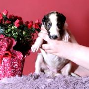 NOBLE NEPTUN Impuls i Splendor