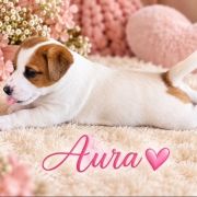 Aura
