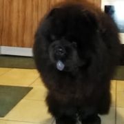 MOSES MISHKI TOPTISHKI