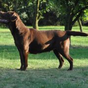 Play Mor(FCI) HOT EXPECTATIONS