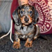 SZARA STREFA z Fox-Klanu