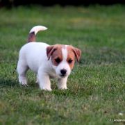 Z Ledulandu BALTIC PRINCE