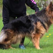 TOMY z Trojańskiego Lasu 