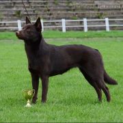 RED DUBLIN Kelpiebrink