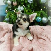 DERIA z Dorzecza FCI 