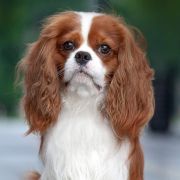 SELFIK Gołd Moon FCI