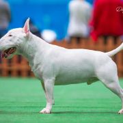 TERRANO EWIMARK RAKOWNIA