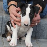 Pogięty Paragon Gryźbull