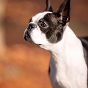 Infinite Love s Krainego Severa