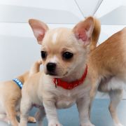 BARRISTAN z Dorzecza FCI