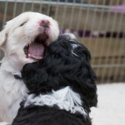 ROYAL JELLY Tempus Ad Miraculum