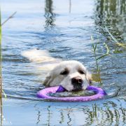 Ch.Pl Amberlie Angelonato