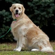 Mister skywalker forward Ukraine