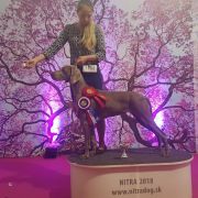 Sigma Weimaraners House