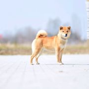 Chonbo z Zakątka Izi