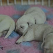 Czarne i żółte szczenięta 