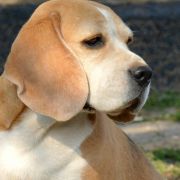 DAZZLING DAHLIA DARLING JOY