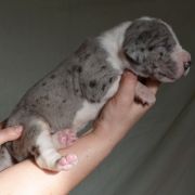 SOKRATES Czar Olbrzyma 