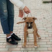 Team Leader Via Fortuna