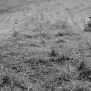 MISSISSIPI RIVER Dajavera (FCI ,,MISSI