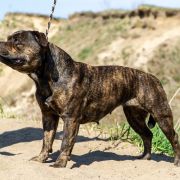 HABLA ME REINA Gra o Tron