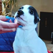 KIARA DESIGNET BY MARGAREJRO FCI 