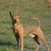 Camalis Come As Clancy