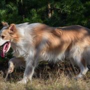 CROWN KING Border Black