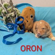 ORON Shaggy Fluff FCI