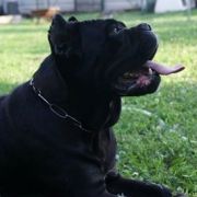  Ninfadora del Domus Var 