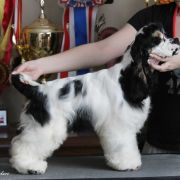 Queenzie AS YOU LIKED