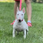 DJ RUBY Forpiga Bulla FCI