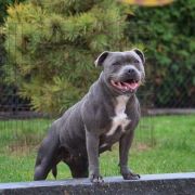 Jingle Blue Bell diabelski uśmiech 