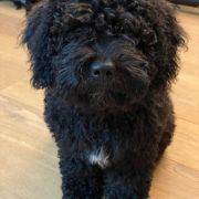 KOMODO Pies dePerro (FCI)