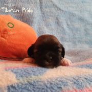 DAWA CHONZON The Tibetan Pride /FCI/