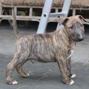 Pancerny Pączek Gryźbull