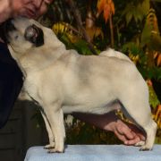 ZĘBUSZKA Czar Olbrzyma