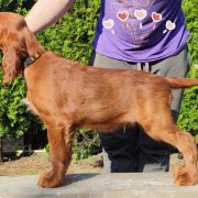 ETERNIA PANTHOR Ginger State of Mind