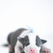 MOONLIGHT Zealous Heart 