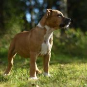 ZADYMKA Little Love Machine