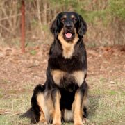 Enormous Over the Moon