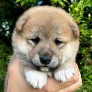 HITOSHI the Scarlet Hill