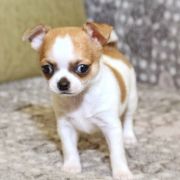 Bee’s Knees Emerald In Gold