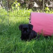 Muminek Magiczna Czerń FCI