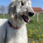 AMAZING ILLUSION Masz Ci Kwiat