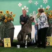 Zethar Hades Festina