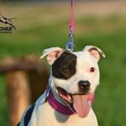 Jakard Wejherstaff Moulin Rouge