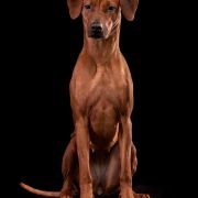 Amina of Rudo uye Simba